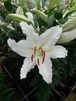 [5279 Serena Madonna No02.JPG]